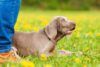 Efendisinin yalan Weimaraner köpek