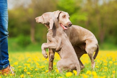 Weimaraner yetişkin ve köpek yavrusu açık havada