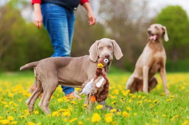 Weimaraner bir sülün plushie köpekle