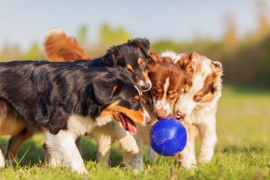 bir top için mücadele dört Avustralyalı çoban köpek