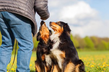 Avustralyalı çoban köpeği ayakta çayır