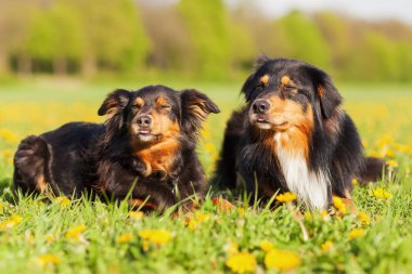 iki Avustralyalı çoban köpekleri portresi