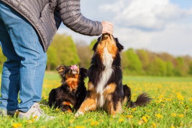 adam onun Avustralyalı çoban bir ziyafet verir.
