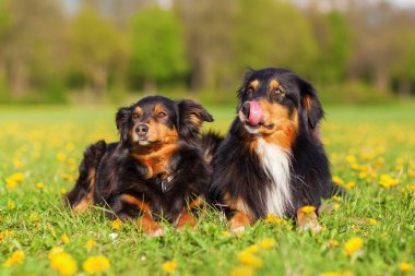 iki Avustralyalı çoban köpekleri portresi