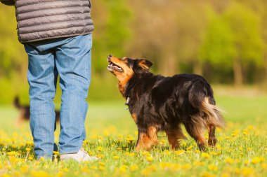 adam bir Avustralya çoban ile