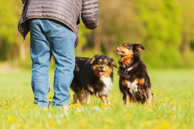 Avustralyalı çoban köpeği ayakta çayır