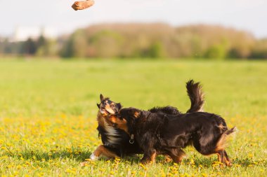 çayır üzerinde çalışan iki Avustralyalı çoban köpekleri