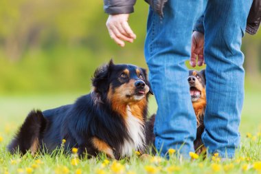 adamla iki Avustralyalı çoban