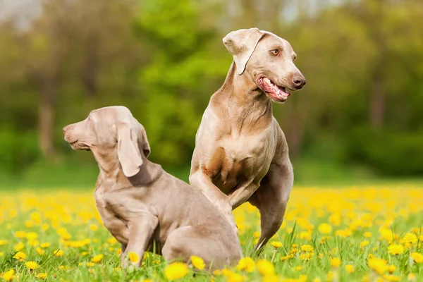 Weimarse staande hond volwassen en puppy buiten — Stockfoto