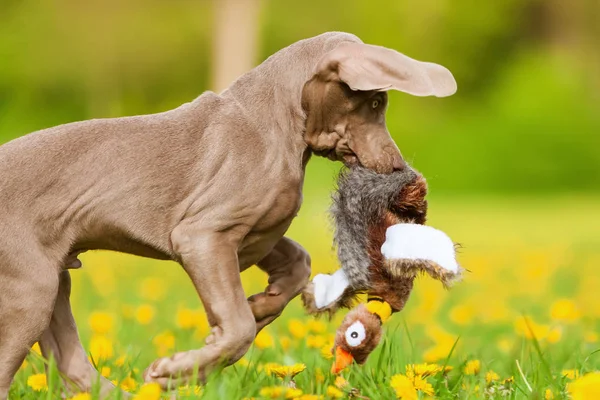 Weimaraner κουτάβι με μια plushie φασιανός — Φωτογραφία Αρχείου