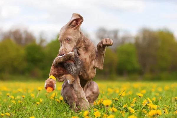 Chiot Weimaraner avec peluche de faisan — Photo