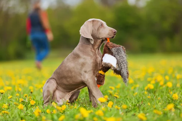 Weimarse staande hond puppy met een plushie Fazant — Stockfoto