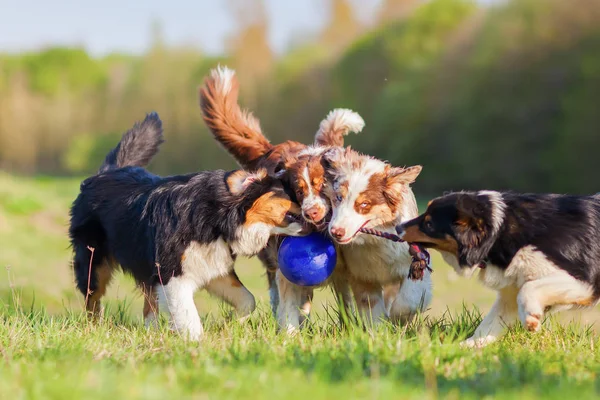 Fyra Australian Shepherd hundar slåss för en boll — Stockfoto