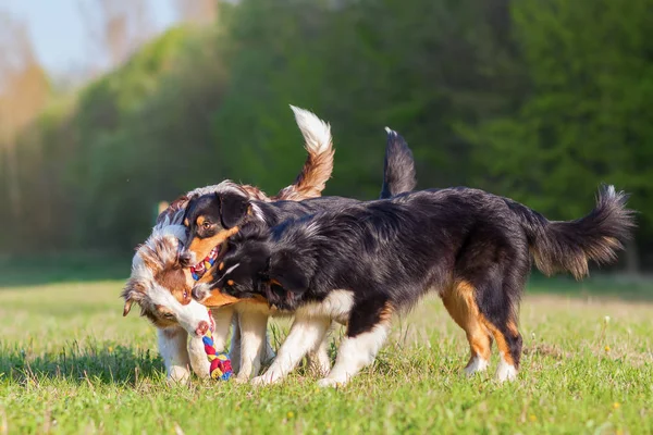 Drei australische Schäferhunde kämpfen um ein Spielzeug — Stockfoto