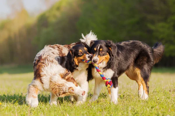 Tre australske Shepherd hunde kæmper for et legetøj - Stock-foto