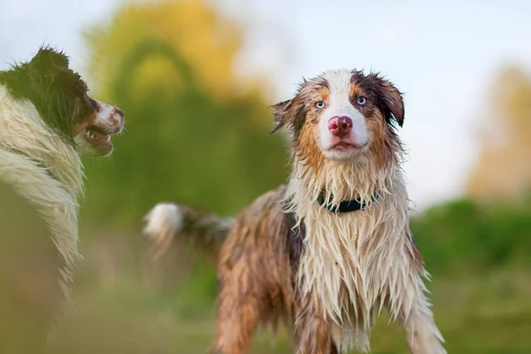 Två wet Australian Shepherd hundar utomhus — Stockfoto