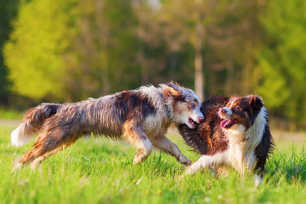 Dwa psy Owczarek australijski, walki — Zdjęcie stockowe