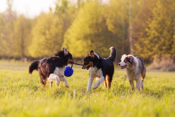 Três cães pastores australianos lutando por uma bola — Fotografia de Stock