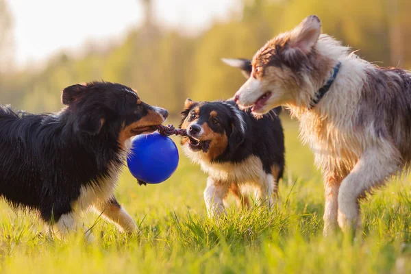 Tre australske Shepherd hunde kæmper for en bold - Stock-foto