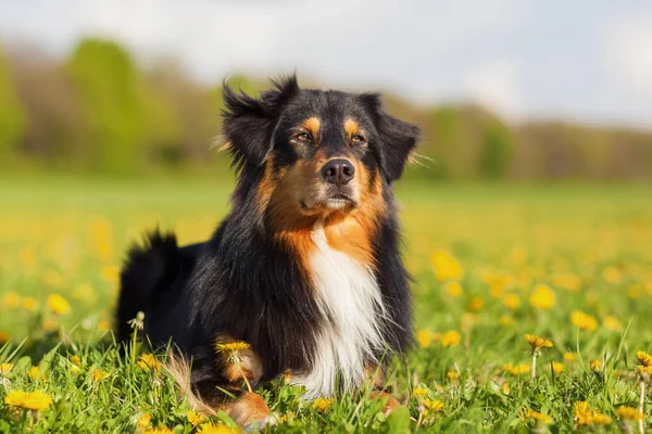 Retrato de um cão pastor australiano — Fotografia de Stock