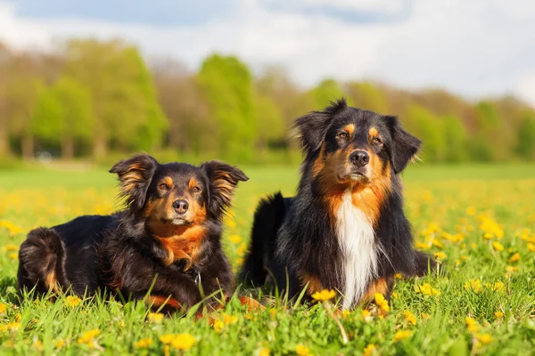 Potret dua anjing Shepherd Australia — Stok Foto