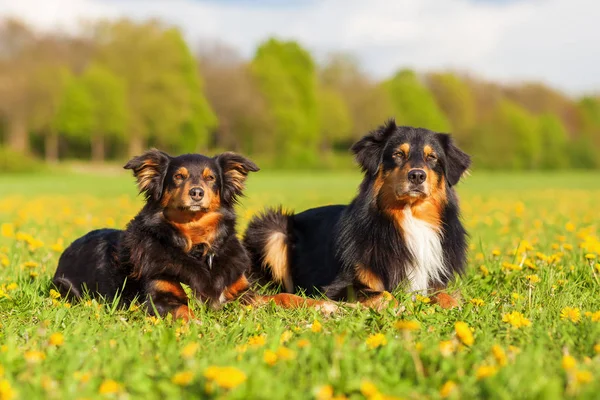 Портрет двух австралийских собак-овчарок — стоковое фото