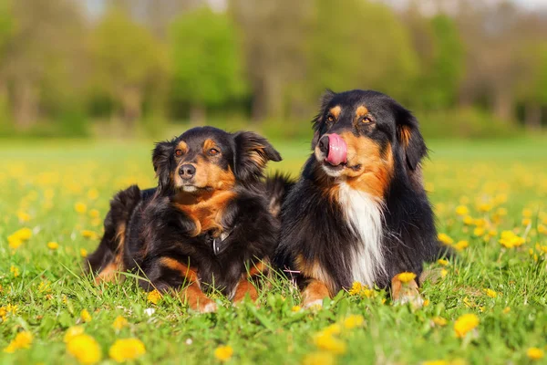 Portræt af to australske hyrdehunde - Stock-foto