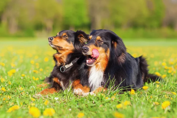 Potret dua anjing Shepherd Australia — Stok Foto