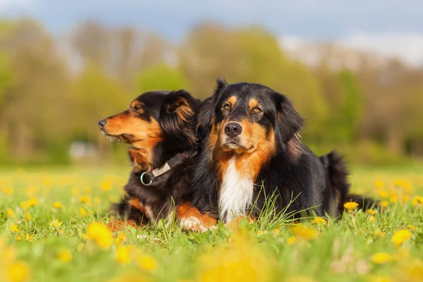 Porträt zweier australischer Schäferhunde — Stockfoto