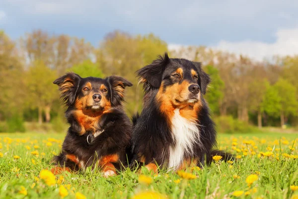 Retrato de dois cães pastores australianos — Fotografia de Stock