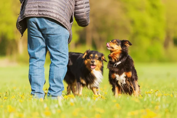 Australian Shepherd cão de pé no prado — Fotografia de Stock