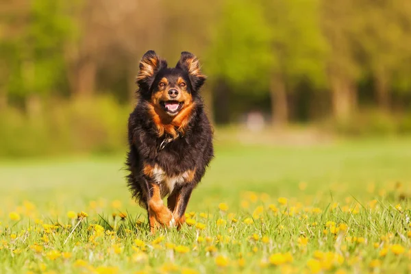 Australian Shepherd loopt over de weide — Stockfoto