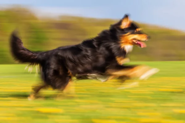 Correndo Australian Shepherd em borrão movimento — Fotografia de Stock