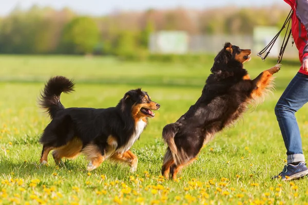 Woman with two Australian Shepherd outdoors — Stock Photo, Image