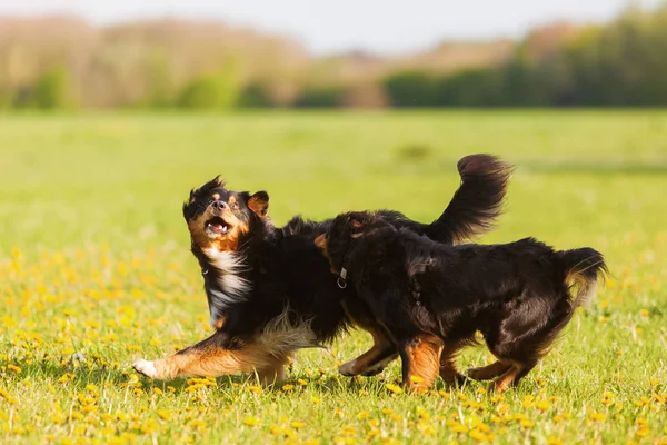 Two Australian Shepherd dogs running on the meadow — Stock Photo, Image