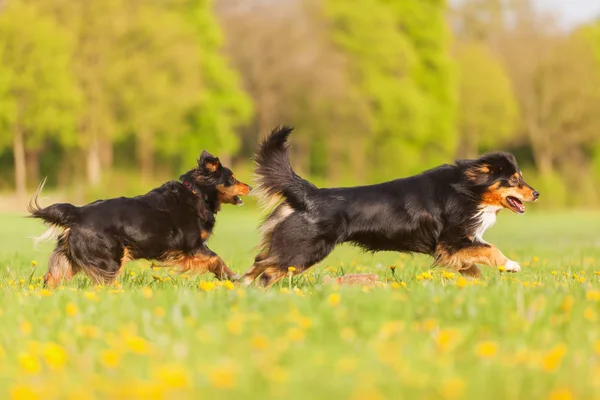 Dois cães pastores australianos correndo no prado — Fotografia de Stock