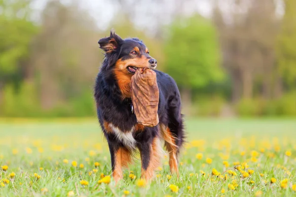 Australian Shepherd cão de pé no prado — Fotografia de Stock