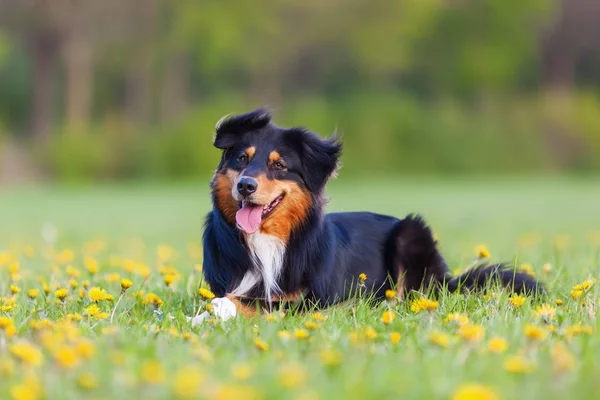 Portrait d'un chien de berger australien — Photo