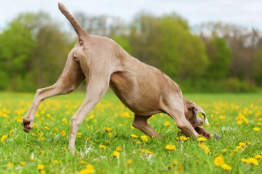Çayırda Weimaraner köpek çalıştırır