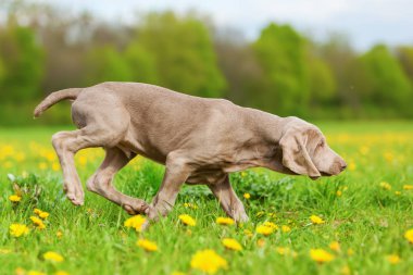 karahindiba çayırda şirin Weimaraner köpek yavrusu