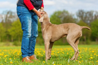 Weimaraner yetişkin köpek ve köpek yavrusu olan kişi