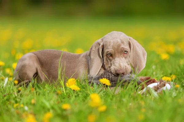 Mignon chiot Weimaraner jouer avec un peluche — Photo