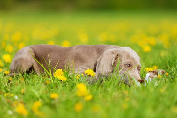 Roztomilé štěně Výmarský ohař Pampeliška louce — Stock fotografie