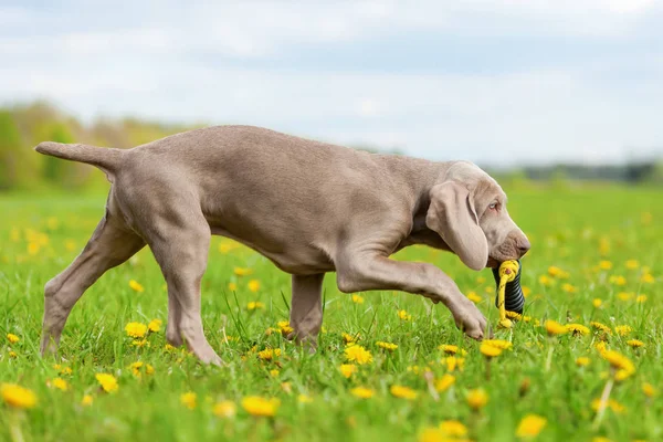 Schattige puppy van de Weimarse staande hond in een paardebloem weide — Stockfoto