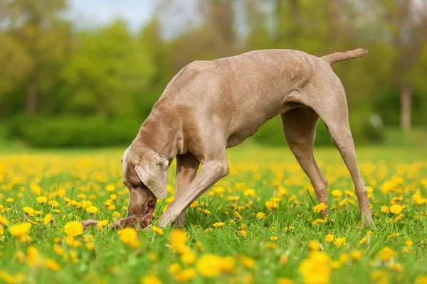 Weimaraner chien jouant dans une prairie de pissenlit — Photo