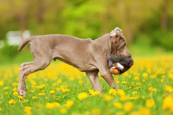 Bonito Weimaraner cachorro corre com um plushie — Fotografia de Stock