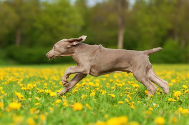 Weimaraner köpek yavrusu çayır üzerinde çalışır