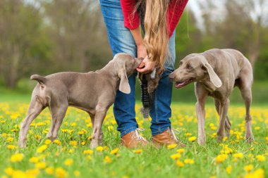 Weimaraner yetişkin köpek ve köpek yavrusu olan kişi