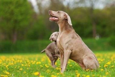 Weimaraner yetişkin köpek ve köpek yavrusu açık havada