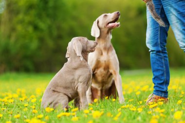 Weimaraner yetişkin köpek ve köpek yavrusu olan kişi